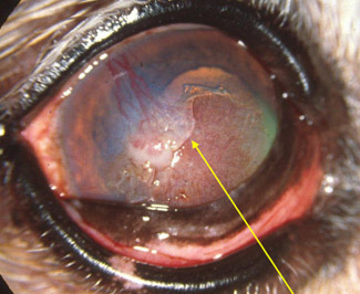 Corneal Ulcer in Dog Eye