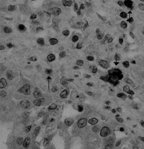 Coronavirus Under Microscope: Diagnosis in Puppies Coronavirus Under Microscope: Diagnosis in Puppies