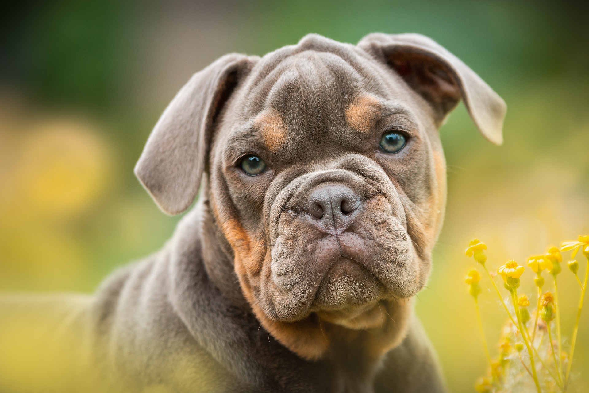 bulldog puppy bulldog puppy