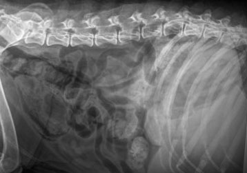 Cystitis in dogs treatment online