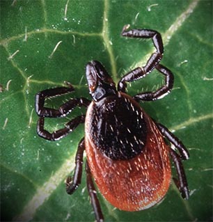 Deer Tick Deer Tick