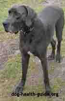 Great Dane Diagnosed With Addison's Disease Great Dane Diagnosed With Addison's Disease