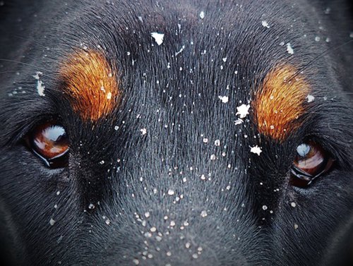 Dog Aggression Can Show in the Eyes Dog Aggression Can Show in the Eyes