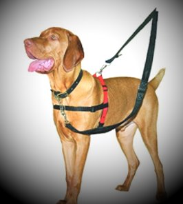 Dog in Harness
