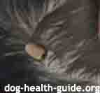 engorged tick on dog picture engorged tick on dog picture