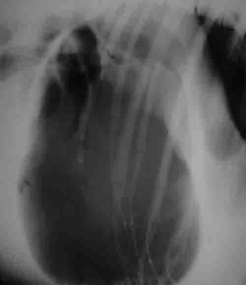 Dog Bloat Xray - Example 1 Dog Bloat Xray - Example 1