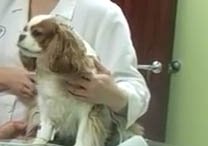 Dog Blood Pressure Monitor Used in Vet's Office dog blood pressure monitor - example in vets office