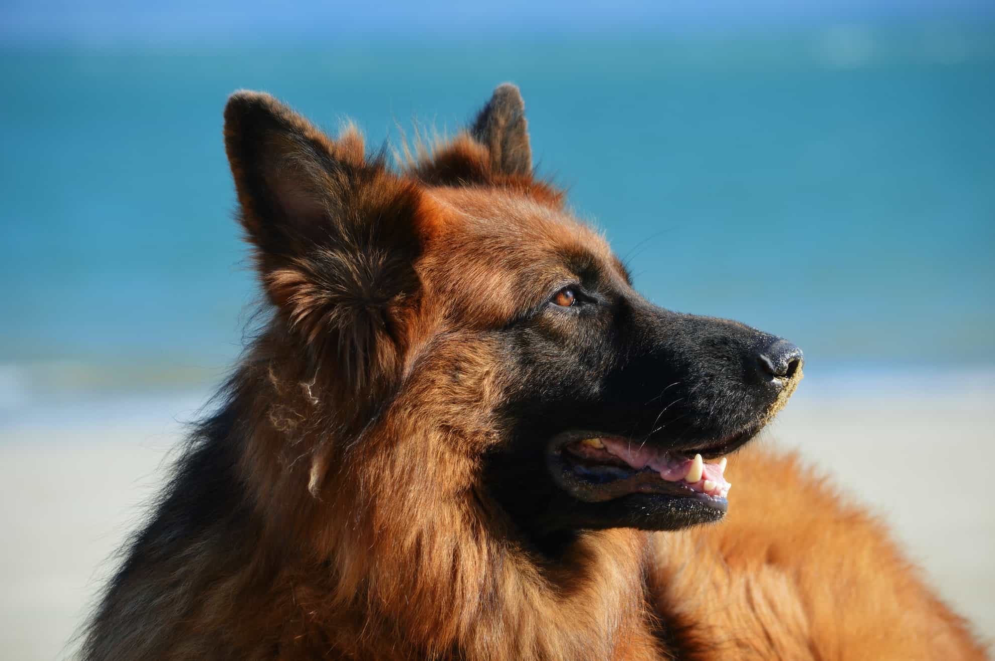 german shepherd dog breed for first time owners