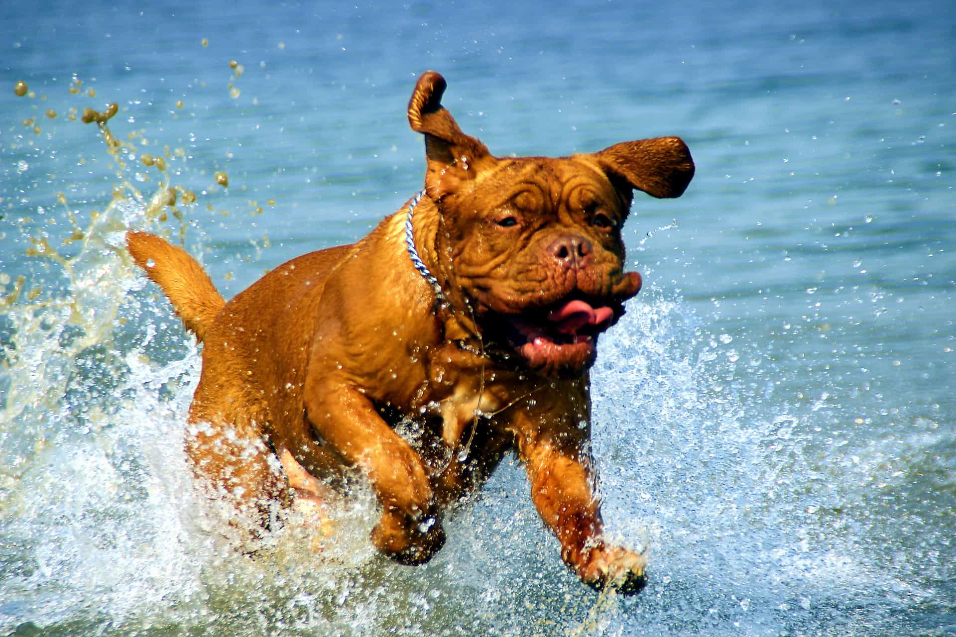 dog business customer dog business customer