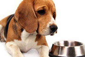 Dog Cancer Diet