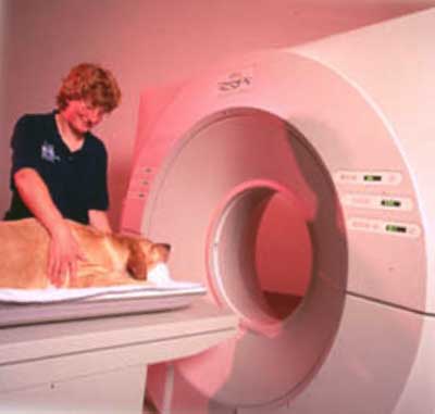 dog cancer test - example MRI