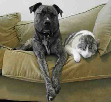 Dog and Cat Happily on Couch Together Dog and Cat Happily on Couch Together