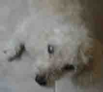Poodle with Cataracts in Both Eyes Poodle with Cataracts in Both Eyes