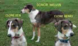 Dog Cloning Process