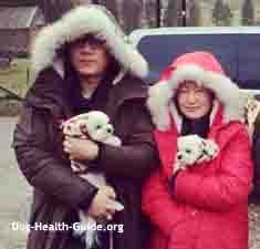 Cloned Dogs Cloned Dogs