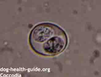 Dog Coccidia Parasite, Microscopic View