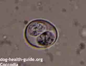 how do you treat coccidia in dogs at home