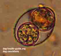 Magnified View, Canine Coccidia Magnified View, Canine Coccidia