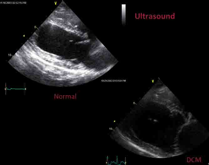 Echocardiogram showing DCM: Canine Congenital Heart Disease