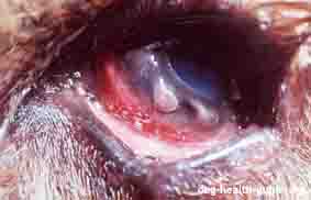 Dog Conjunctivitis