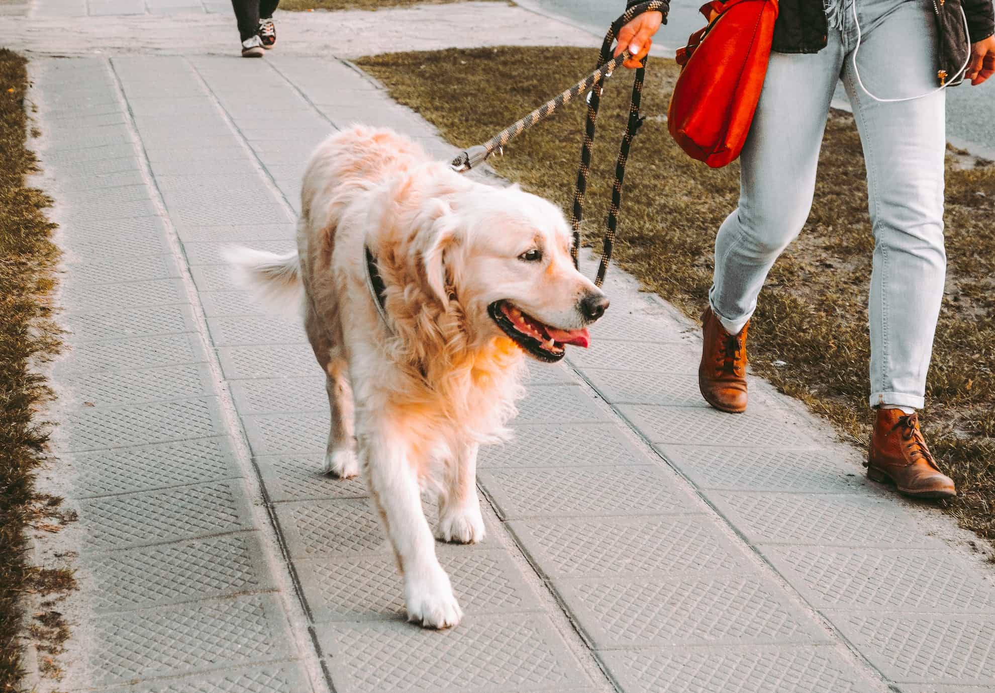 dog control when walking dog control when walking
