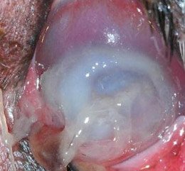 Dog Corneal Ulcer Dog Corneal Ulcer