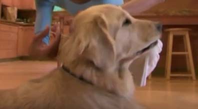 Diabetes Mellitus in Dogs - Insulin Injection Diabetes Mellitus in Dogs - Insulin Injection