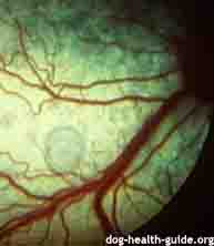 Canine Distemper: Magnified View of Dog Eye Canine Distemper: Magnified View of Dog Eye