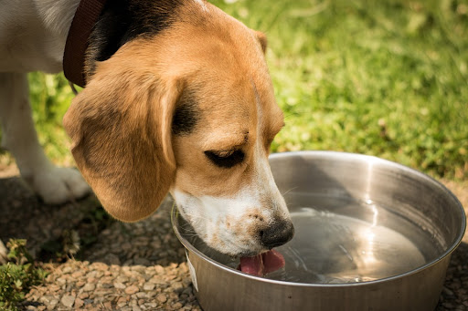 dog drinking from bowl