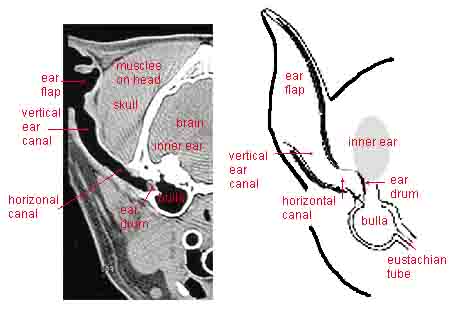 Dog Ear Anatomy - 2 Diagrams
