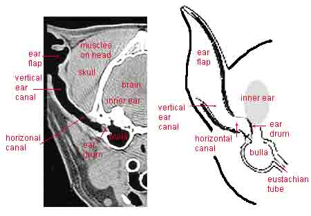 Dog Ear Anatomy - 2 Diagrams Dog Ear Anatomy - 2 Diagrams