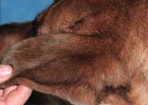 Dog Ear Flap Dog Ear Flap - Example 1