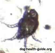 magnified dog ear mite