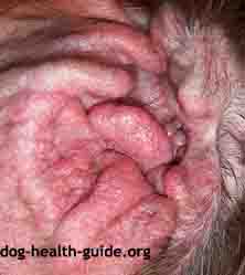 Dog Ear Mite (Mange) Symptoms