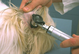 dog ear infection -cocker spaniel otitis