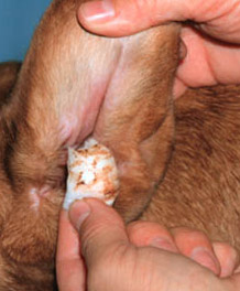 Dog Ear Wax Cleaning Dog Ear Wax Cleaning - example 3