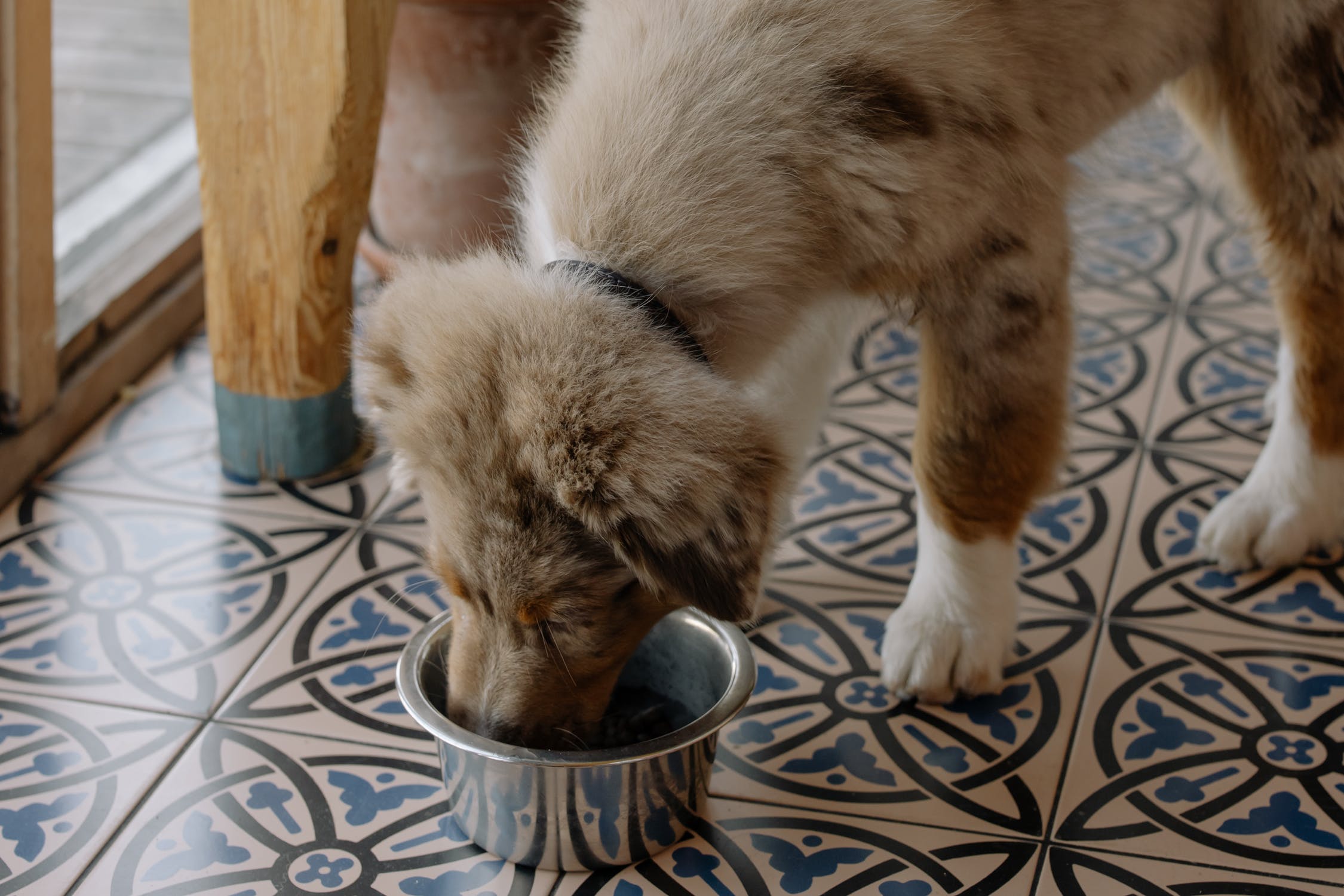 dog eating from dog bowl
