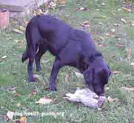 Dog Eating Rabbit dog eating rabbit