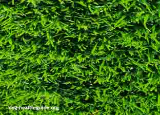 Some Dogs Eats Grass to Relieve Stomach Upset Some Dogs Eats Grass to Relieve Stomach Upset