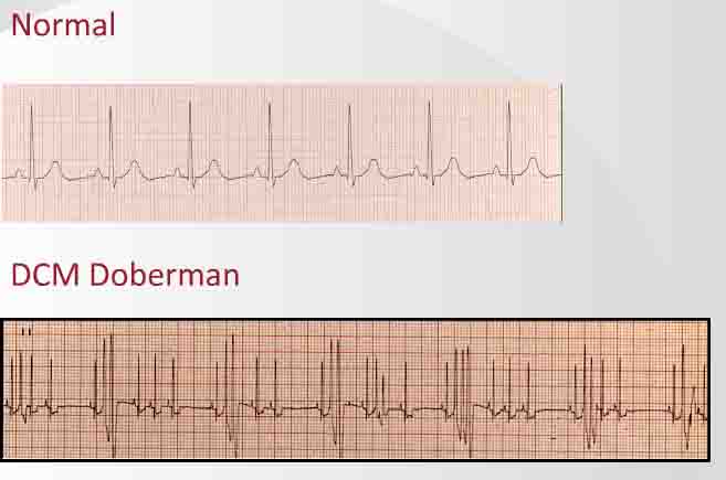 Dog EKG: DCM and Canine Congenital Heart Disease