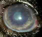 Canine Cataract with Glaucoma Canine Cataract with Glaucoma
