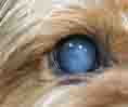 Canine Cataracts: Cloudy Eye Lens
