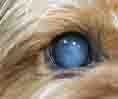 Canine Cataracts: Cloudy Eye Lens Canine Cataracts: Cloudy Eye Lens