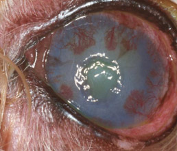 Dog Eye Ulcer