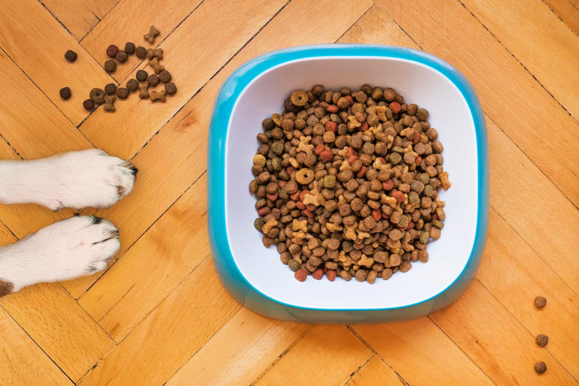 dog feeding schedule change dog feeding schedule change