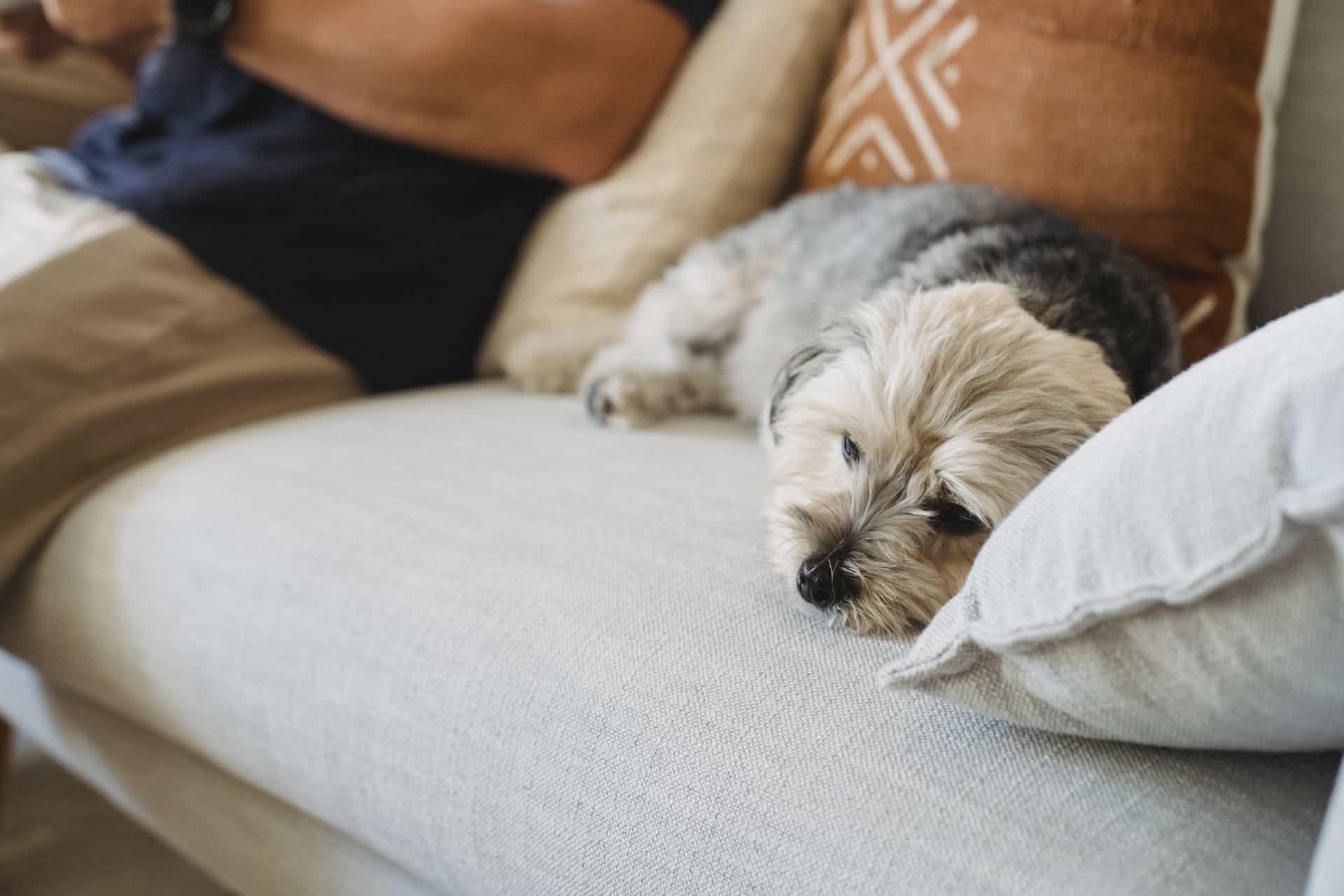 dog feeling ill dog feeling ill