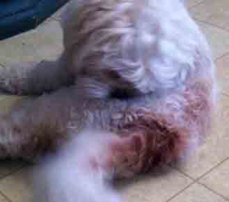 Dog Flea Allergy Dermatitis Dog Flea Allergy Dermatitis