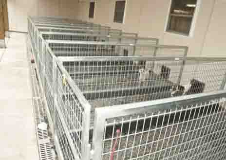Dog Flu Shelters - Picture 2 Dog Flu Shelters - Picture 2