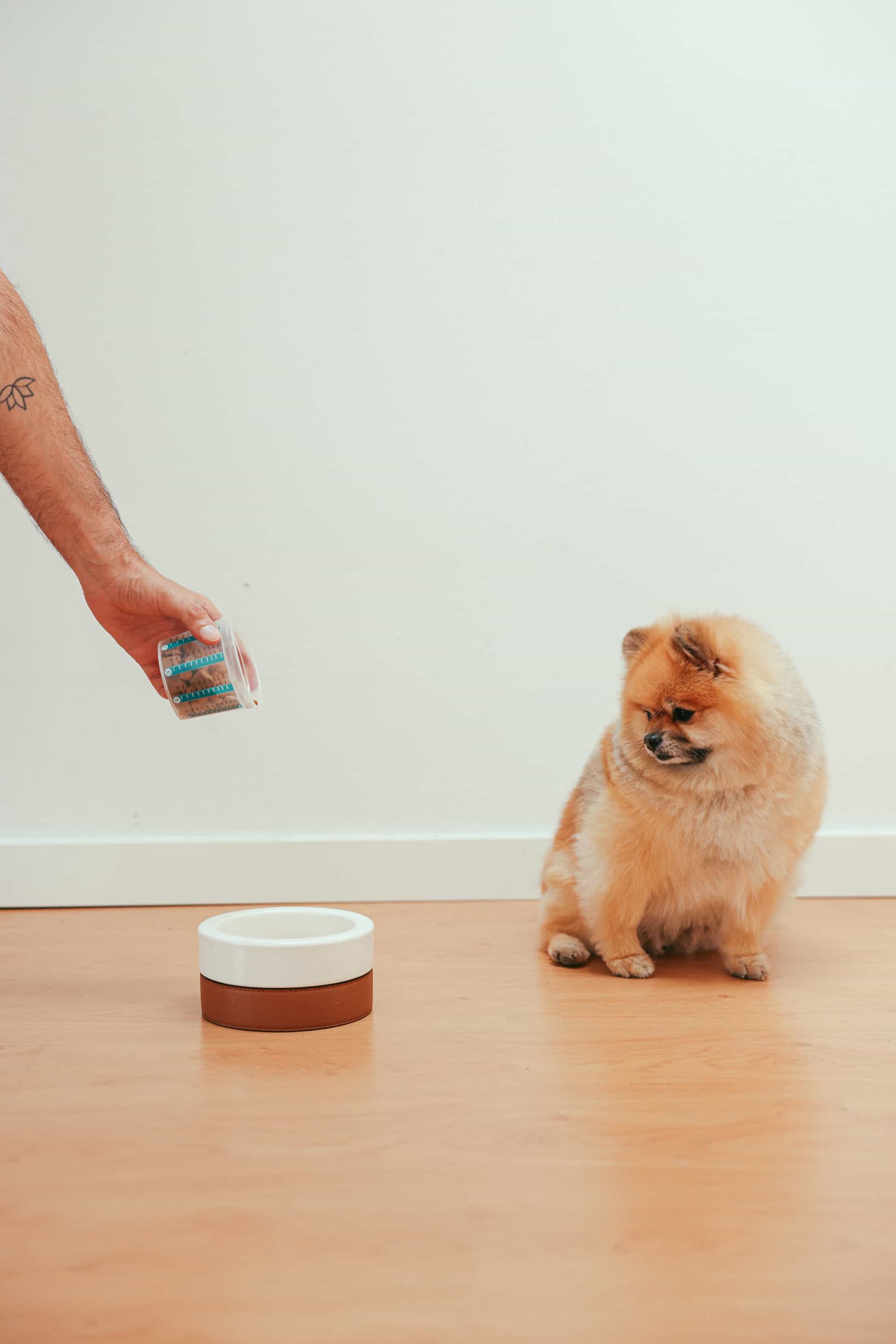 dog looking at dog bowl dog looking at dog bowl