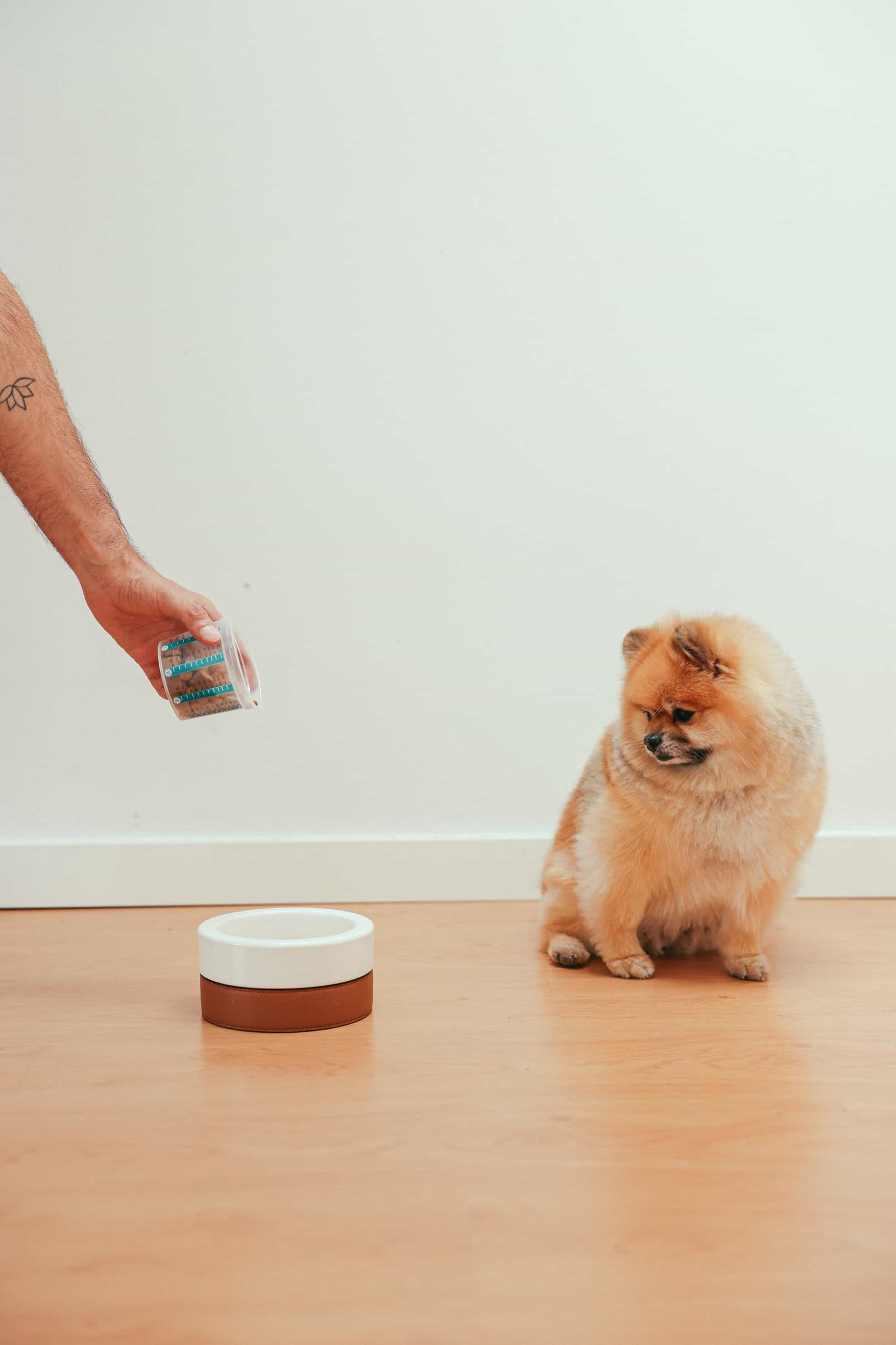 dog looking at dog bowl